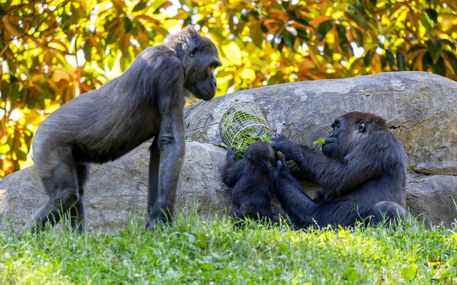 Gorillas interacting in their habitat at Bronx Zoo