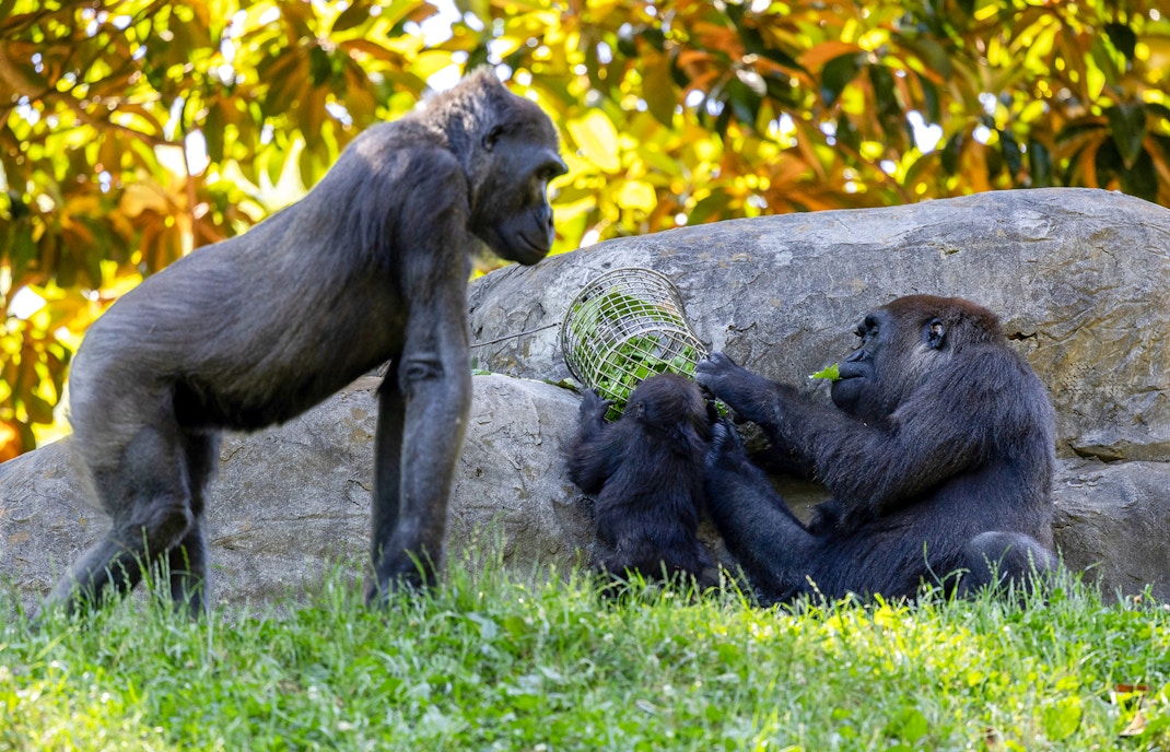 Gorillas interacting in their habitat at Bronx Zoo