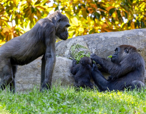 Gorillas interacting with a food puzzle at Zoo Atlanta.