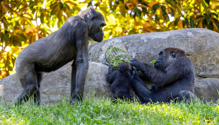 Gorillas interacting with a food puzzle at Zoo Atlanta.