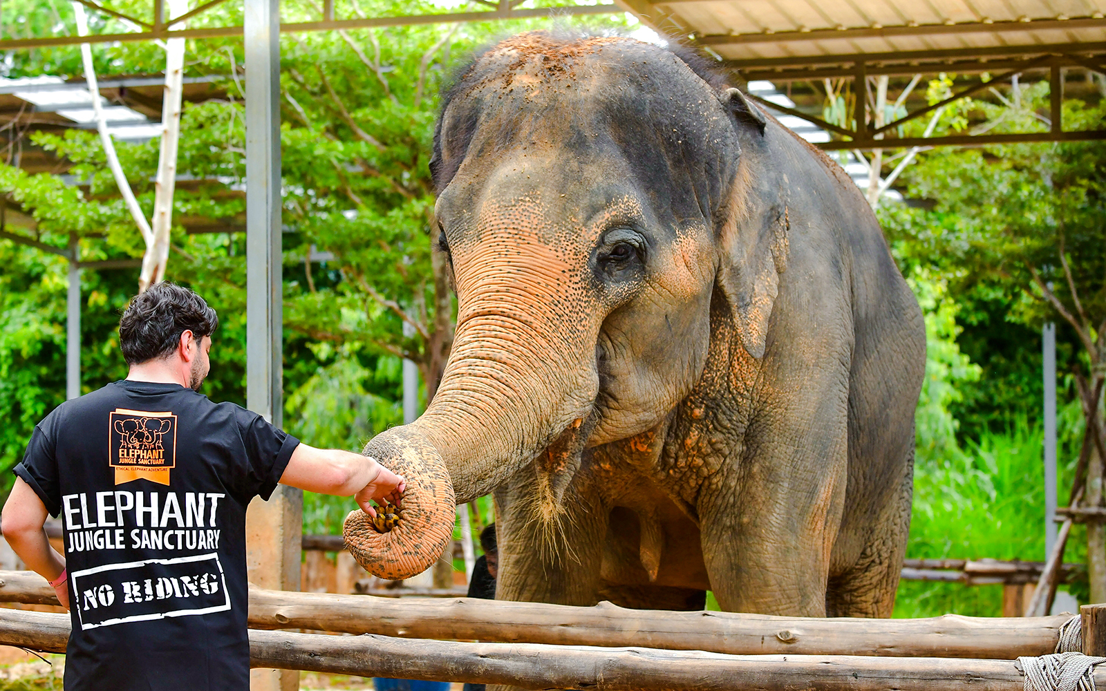 Visitor feeding an elephant at Elephant Jungle Sanctuary, Phuket.