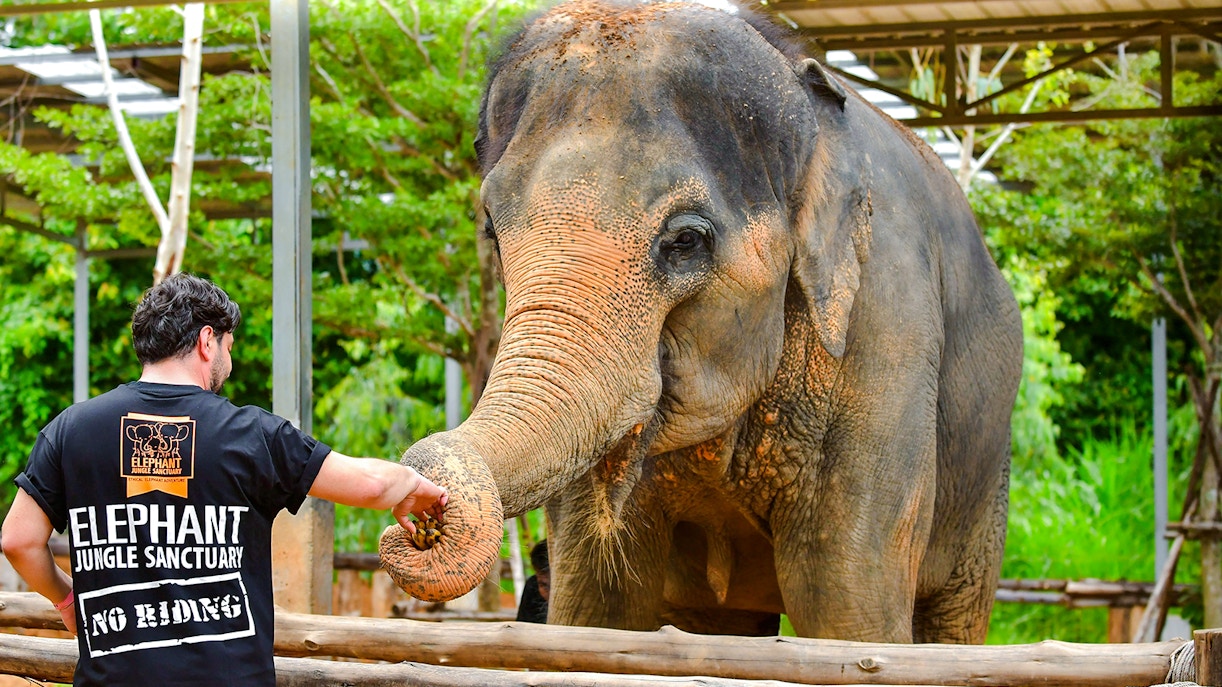 Visitor feeding an elephant at Elephant Jungle Sanctuary, Phuket.