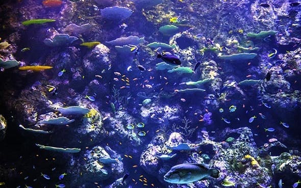 cairns aquarium general admission ticket-1
