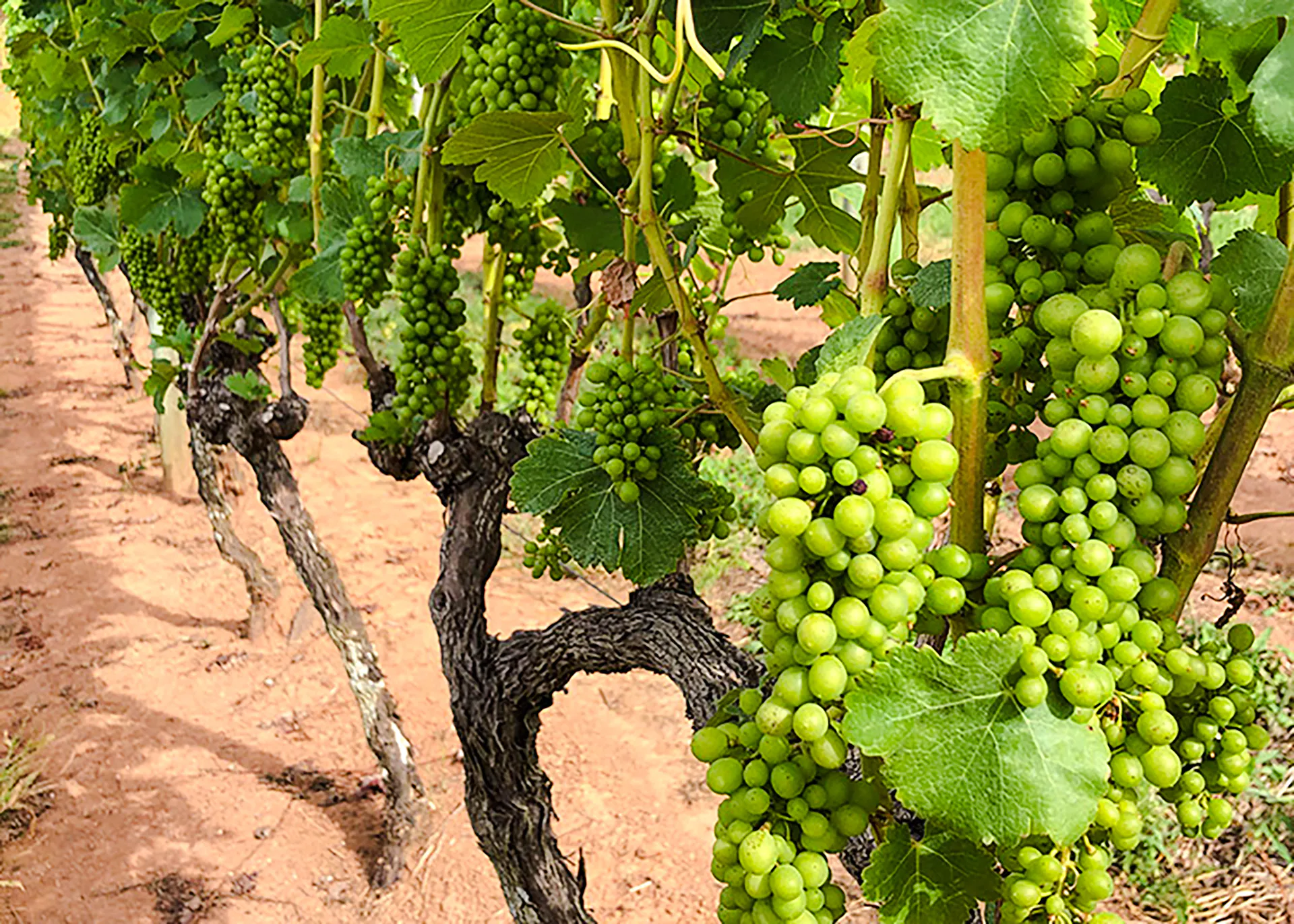 Vineyard with green grape clusters in Rio de Janeiro.
