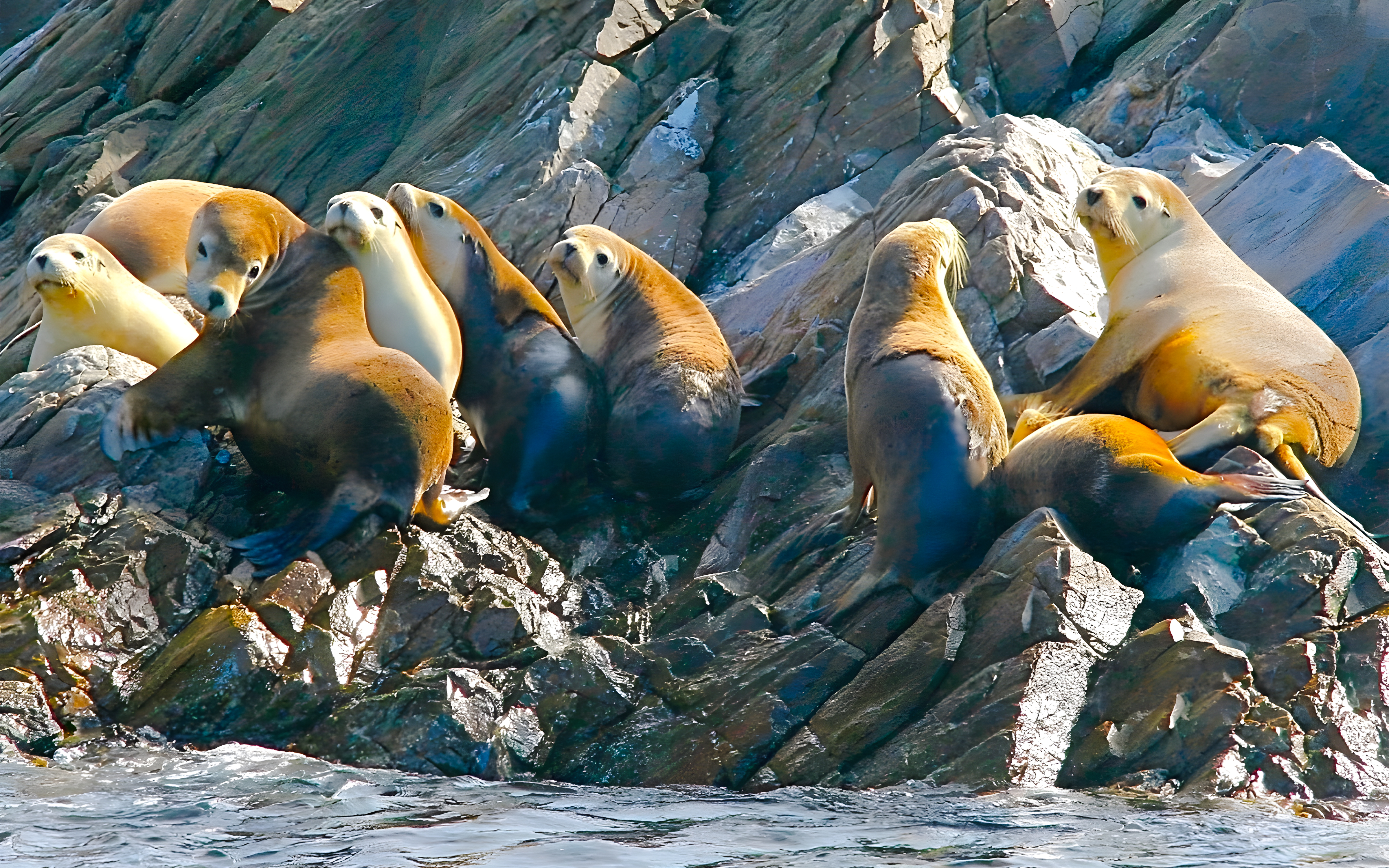 Seals resting on rocky shore at Kangaroo Island.