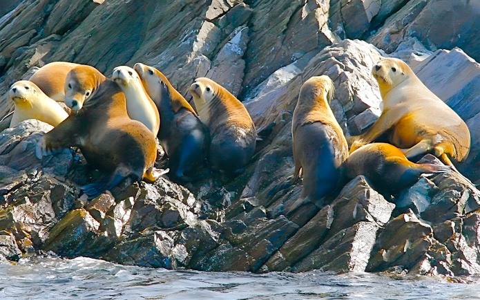 Seals resting on rocky shore at Kangaroo Island.