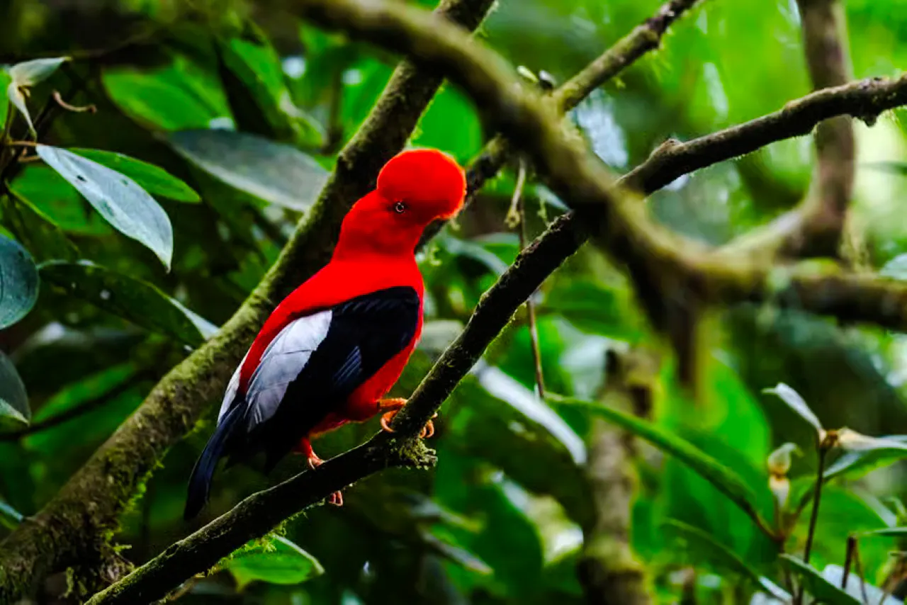 from cusco: 3-day manu national park tour-1