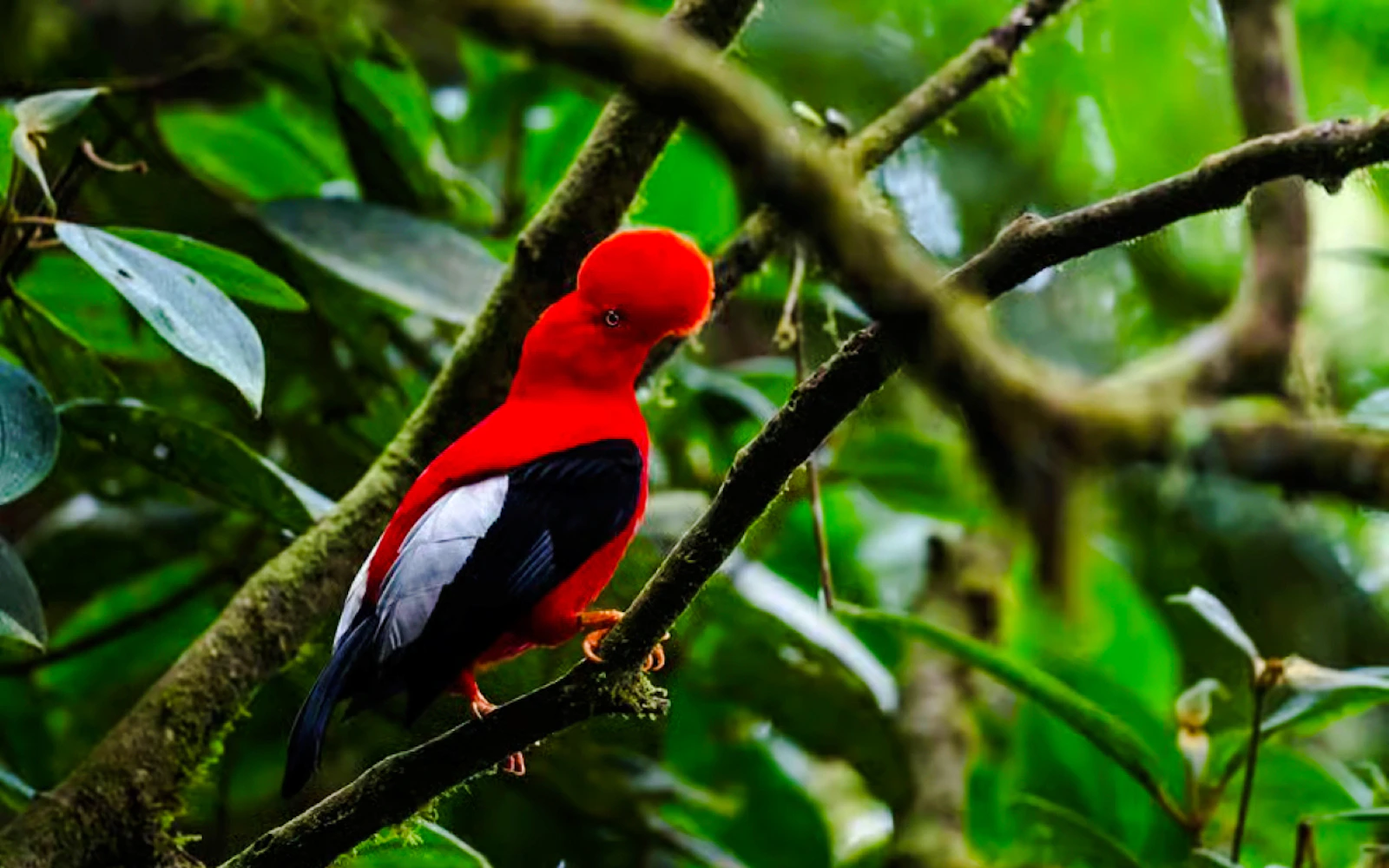 From Cusco: 3-Day Manu National Park Tour