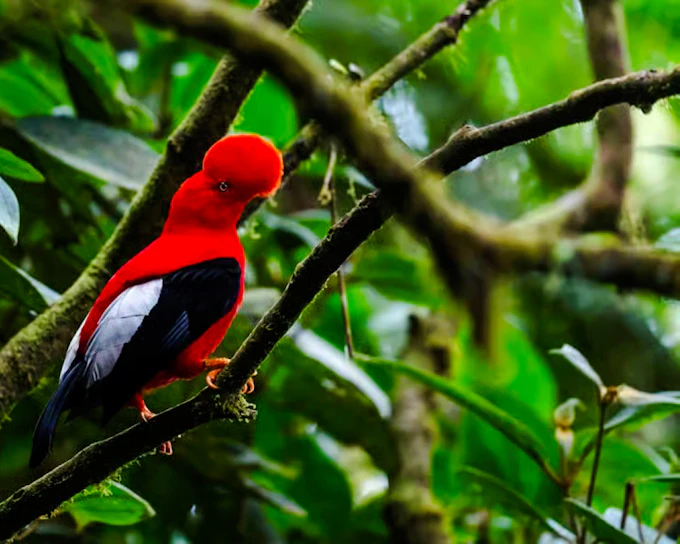 From Cusco: 3-Day Manu National Park Tour (Product 54623)