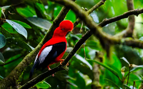 from cusco: 3-day manu national park tour-1