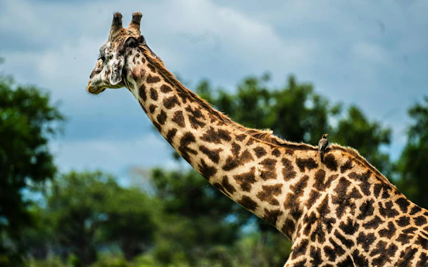 From Zanzibar: Mikumi National Park Day Safari with Return Flights