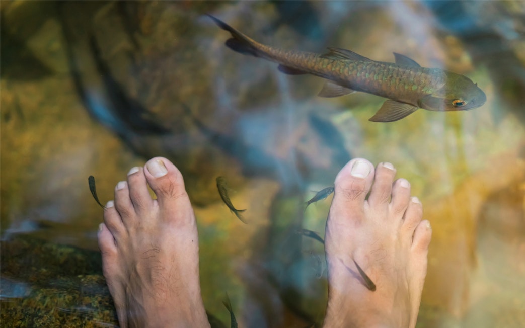 Feet in a fish spa during Mount Kinabalu and Kundasang tour.