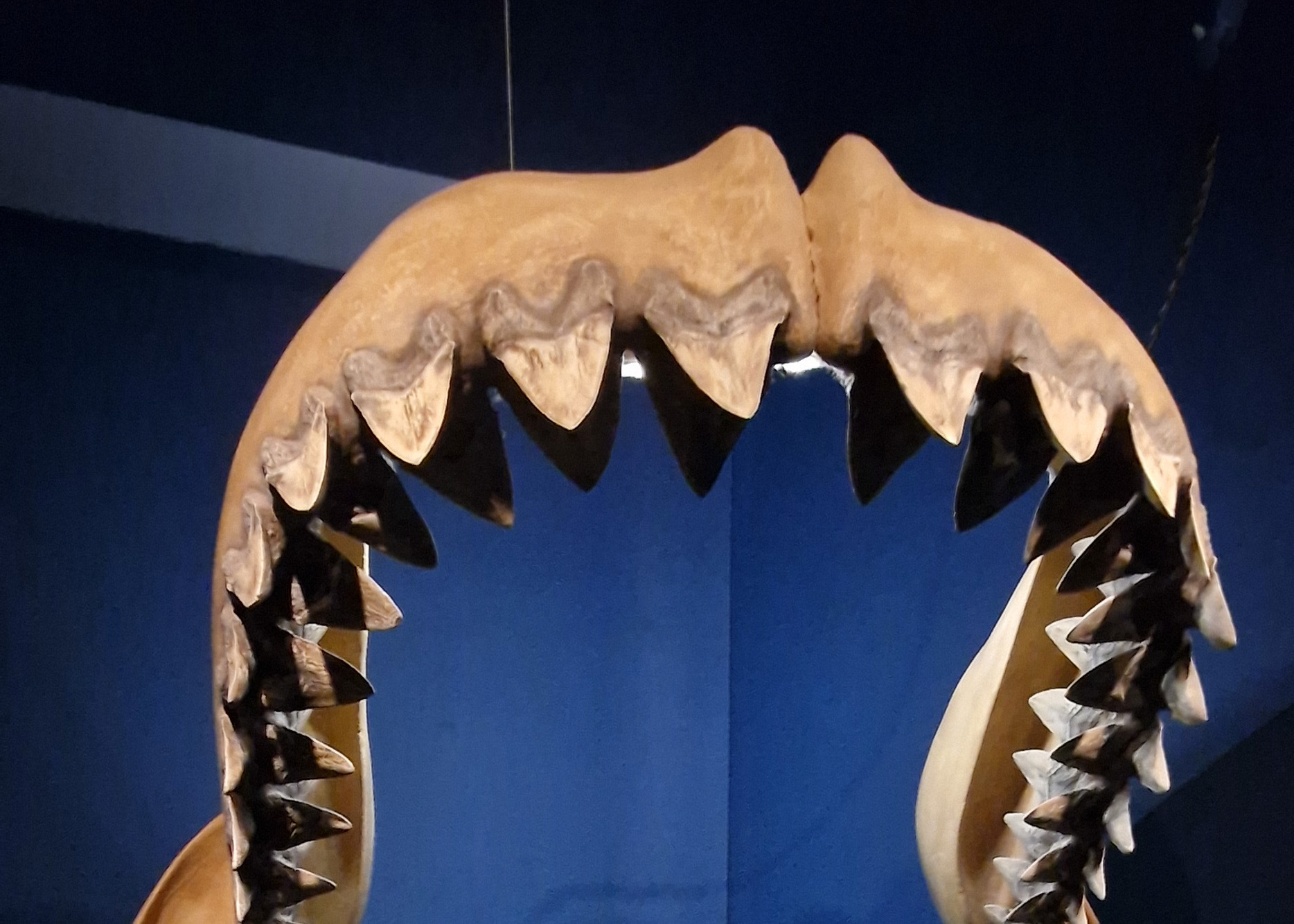 Megalodon shark fossil exhibit at a natural history museum.