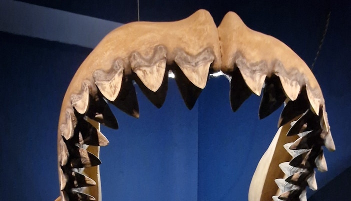 Megalodon shark fossil exhibit at a natural history museum.