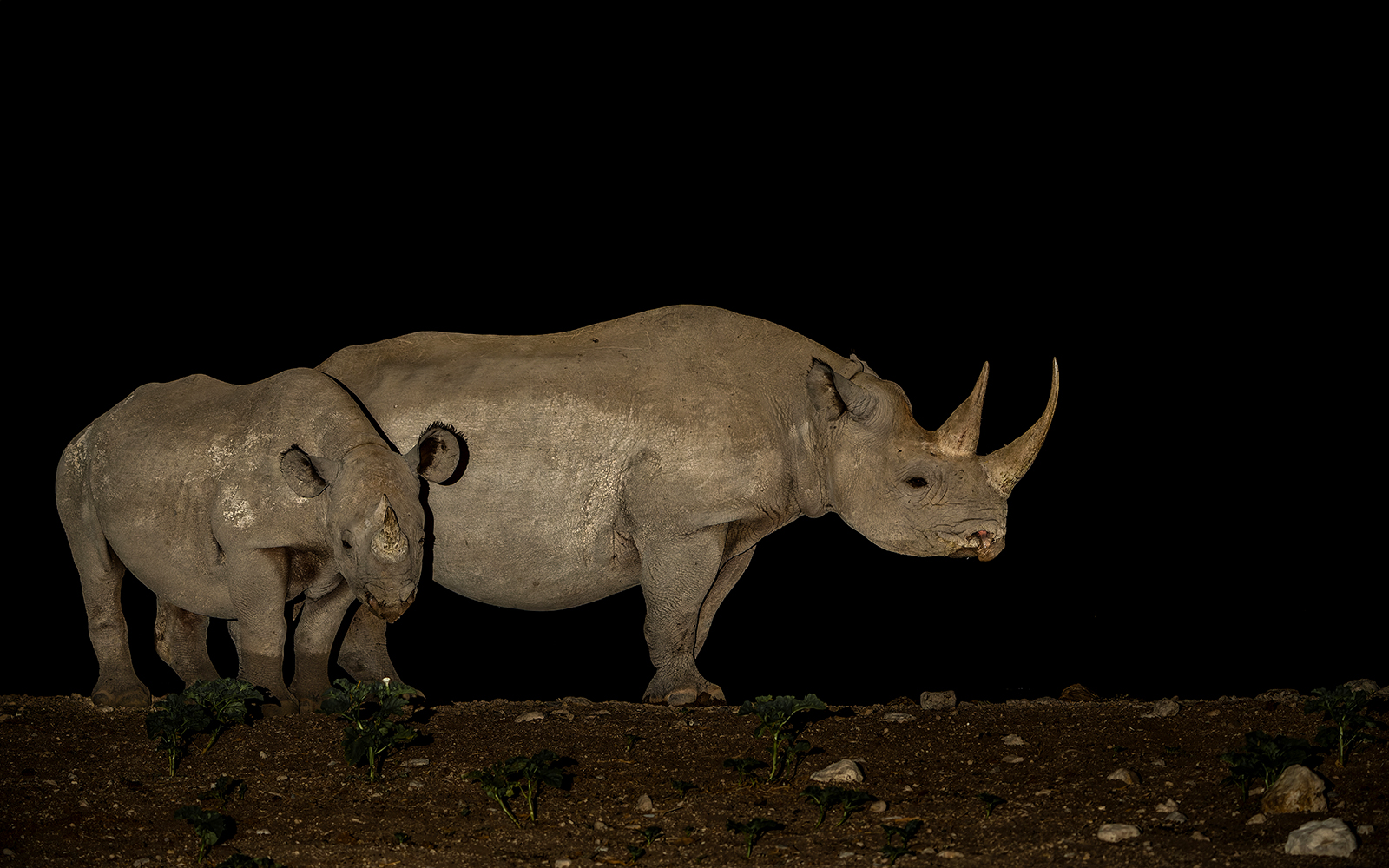 Chiang Mai Night Safari Park