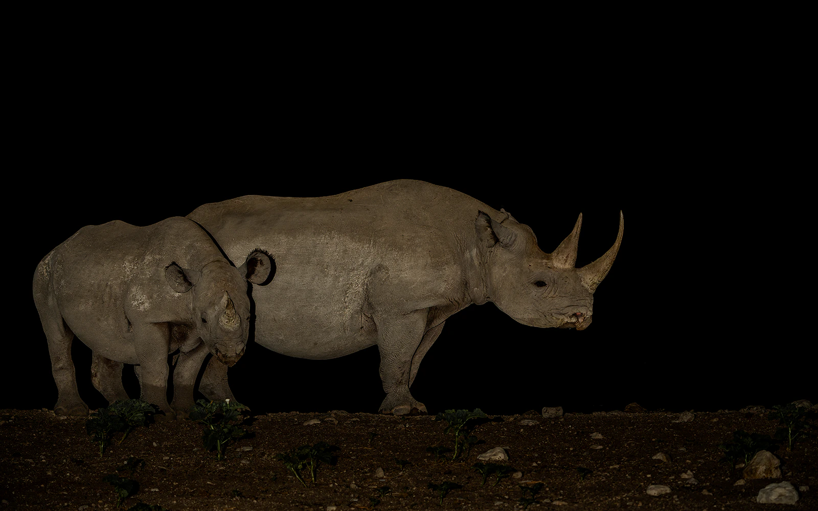 Chiang Mai Night Safari Park