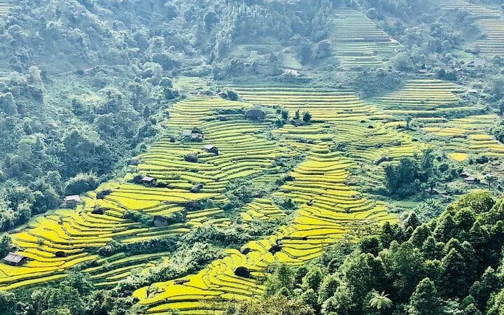 Terraced rice fields in Sapa, Vietnam, viewed from above, part of motorbike tour route.