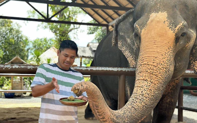 Feeding an elephant at Samui Elephant Home Nursery.