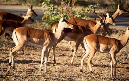 Kruger National Park: Overland Big 5 Safari Tour with Sunset Drive in Balule Reserve
