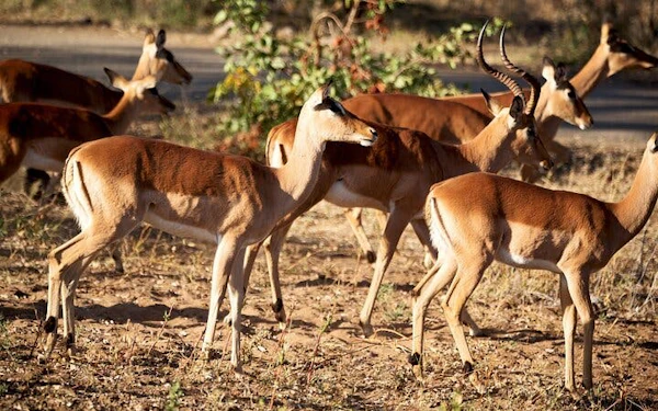 Kruger National Park: Overland Big 5 Safari Tour with Sunset Drive in Balule Reserve