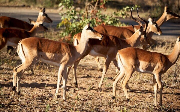 Kruger National Park: Overland Big 5 Safari Tour with Sunset Drive in Balule Reserve