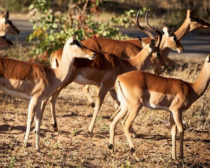 Kruger National Park: Overland Big 5 Safari Tour with Sunset Drive in Balule Reserve