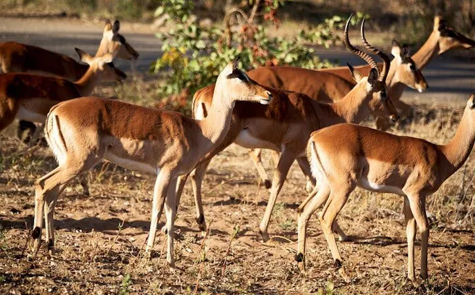 Impala herd grazing in Kruger National Park during 2-Day Big 5 Safari Tour.