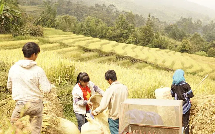 People harvesting rice in terraced fields near Sapa, Vietnam during a motorbike tour.