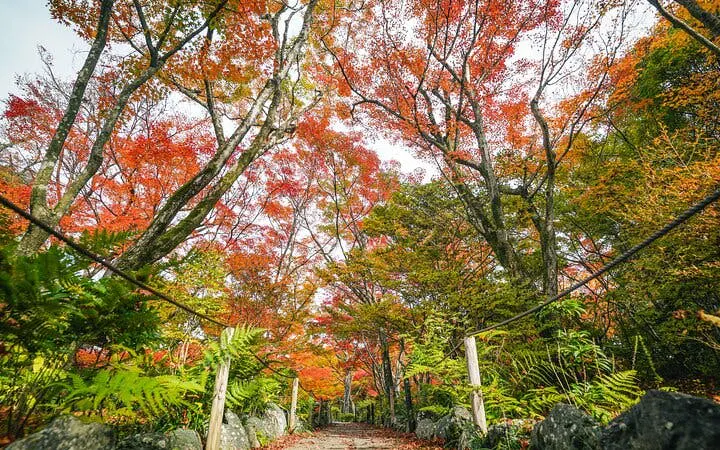 vandretur i bambusskogen og den skjulte hagen i arashiyama, kyoto-6