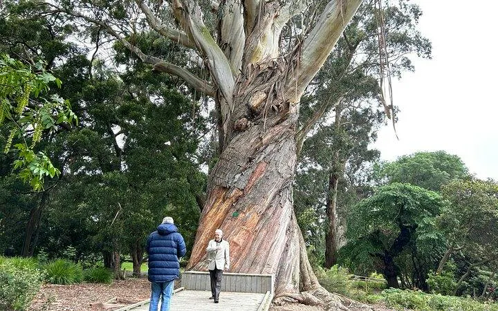 People walking near a large tree in Christchurch Botanic Gardens during a half-day tour.
