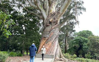People walking near a large tree in Christchurch Botanic Gardens during a half-day tour.