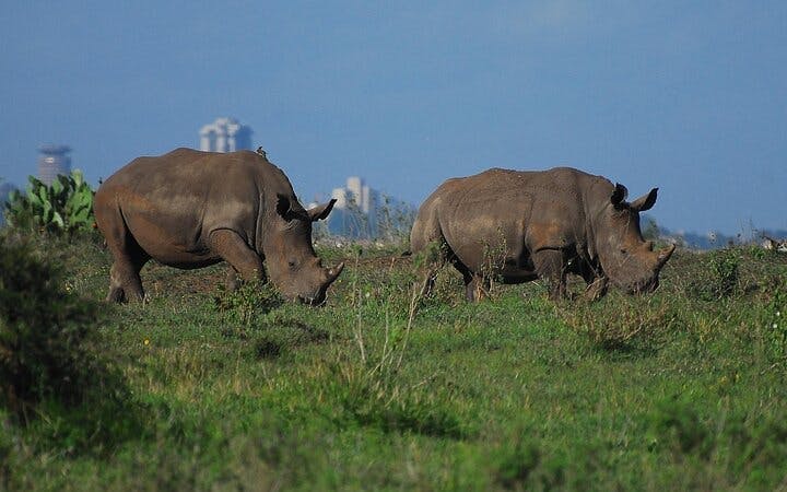 nairobi urban safari: half-day wildlife adventure-1