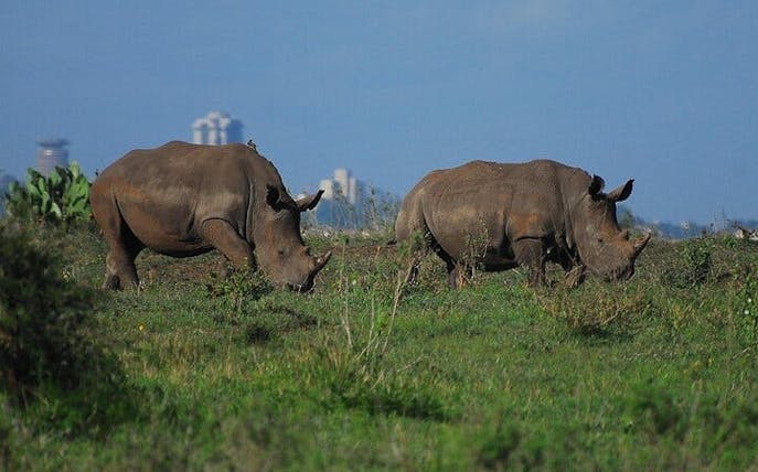 nairobi urban safari: half-day wildlife adventure-1