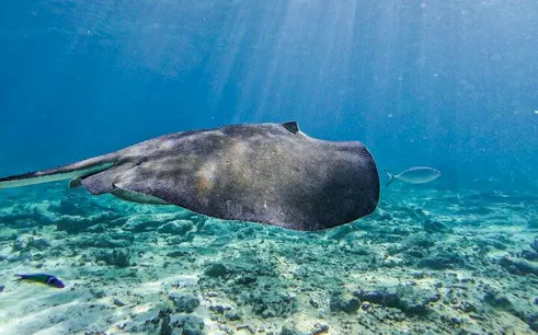 Stingray swimming over coral reef during Tulum snorkel tour.