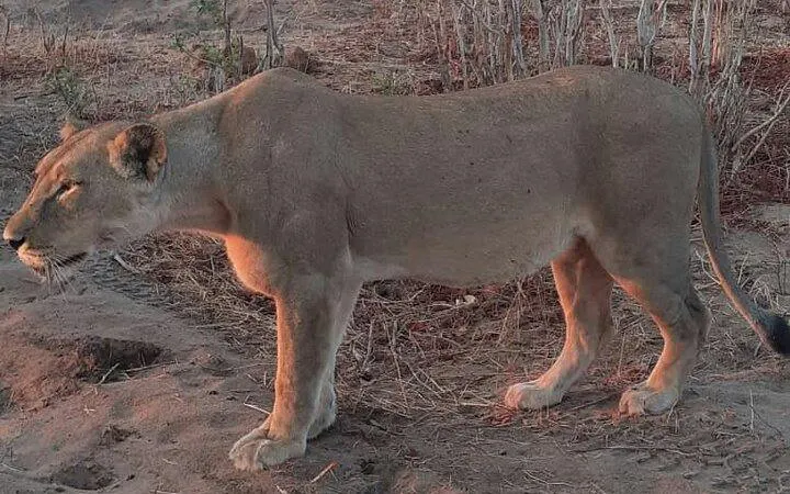 Chobe Full Day Safari Experience from Victoria Falls