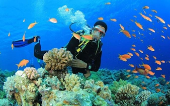 Snorkeler exploring coral reef with colorful fish at Tiran Island, Sharm El Sheikh.
