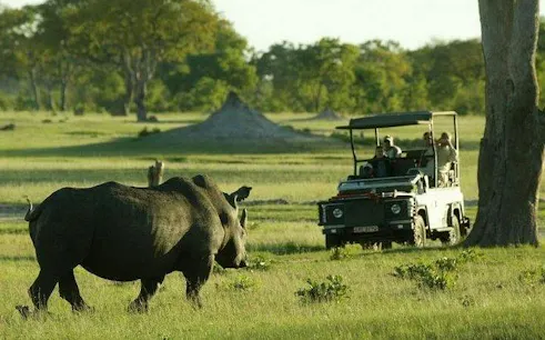 Safari vehicle observing a rhino in Hwange National Park, Zimbabwe.