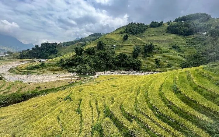Terraced rice fields in Sapa, Vietnam, with lush greenery and distant hills.