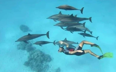 Snorkeler swimming with dolphins in clear waters near Hurghada.
