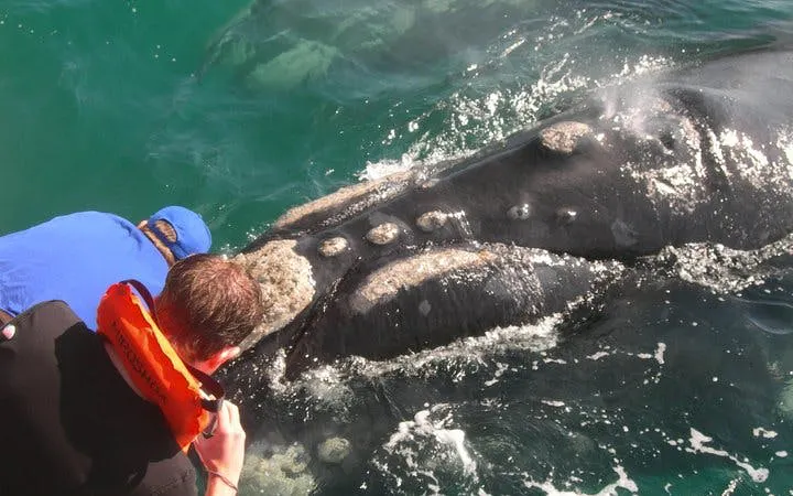 Private Hermanus Whale Watching Boat Tour and Hemel-en-Aarde Wine Tasting Day Trip from Cape Town Image 10