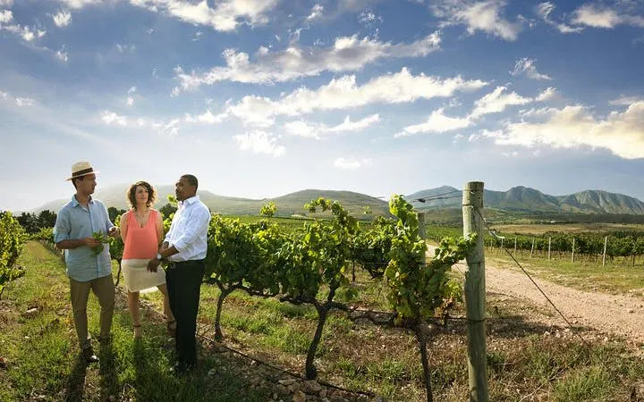Cape Town: Table Mountain, Kirstenbosch & Groot Constantia Private Tour