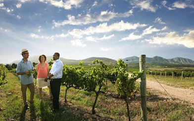 Cape Town: Table Mountain, Kirstenbosch & Groot Constantia Private Tour