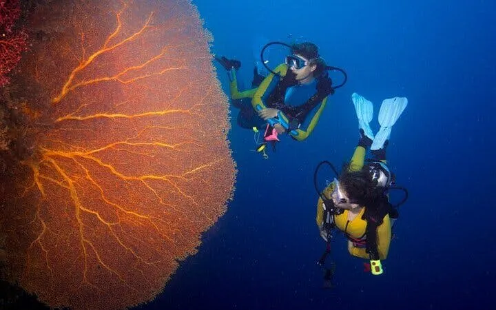 Divers exploring coral reef during Tiran Island snorkeling trip, Sharm El Sheikh.