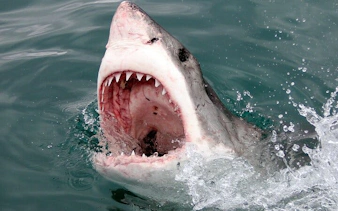 garden route adventure tour from cape town: bungee jump & shark cage diving with accommodation-7