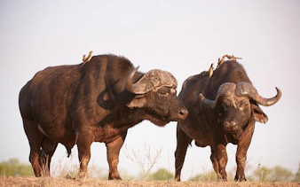 kruger tremisana safari: johannesburg’dan açık araçlı safari turları, orman yürüyüşleri ve eşsiz konaklama deneyimleri-3