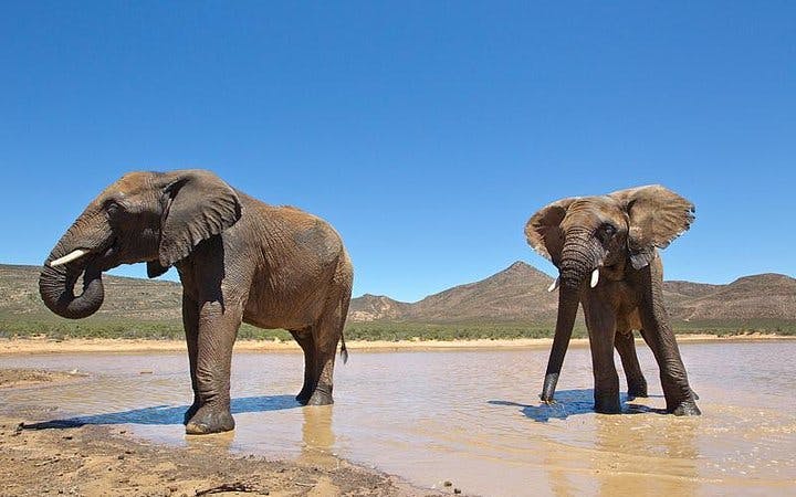 riserva faunistica privata dell'aquila: trasferimenti condivisi ed esperienza safari guidata con prelievo e riconsegna in hotel (tasse di ingresso escluse)-1