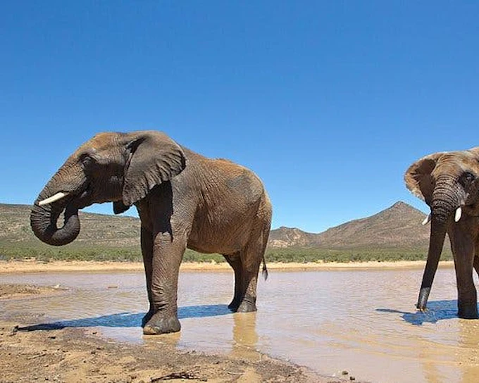 Aquila Private Game Reserve: Shared Transfers and Guided Safari Experience with Hotel Pickup and Drop-Off (Excludes Entrance Fees)
