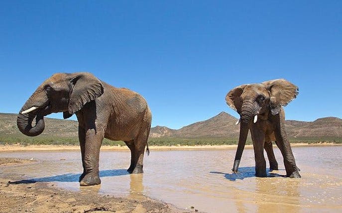riserva faunistica privata dell'aquila: trasferimenti condivisi ed esperienza safari guidata con prelievo e riconsegna in hotel (tasse di ingresso escluse)-1