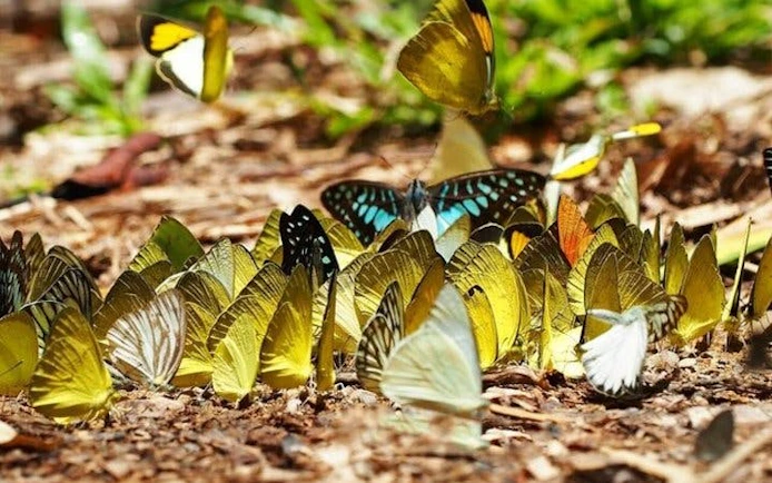 Butterflies feeding on the ground at Butterfly World Antalya tropical sanctuary.