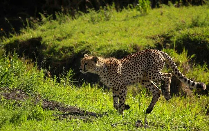 Cheetah running through grassland in Serengeti National Park, Tanzania.